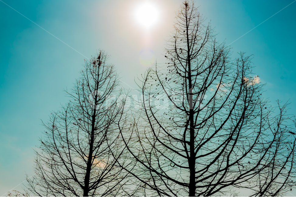 겨울,하늘,나무,풍경,날씨,여행,겨울,계절,winter,season,식물,자연,plants,nature,나무,trees,wood,감성,sensible,feeling