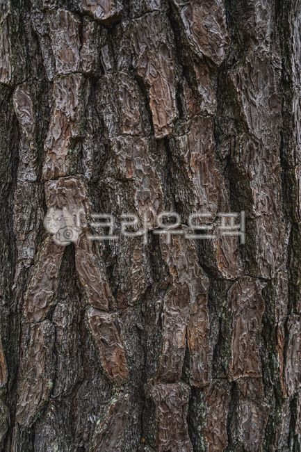 pine tree,tree trunk,rotten tree,plant,tree,treetrunk,tree age,Namugol