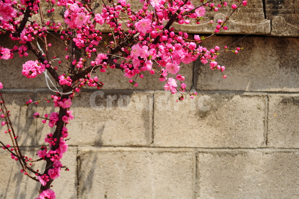 꽃,꽃잎,꽃나무,나무,가지,벽,봄,봄,계절,spring,season,식물,자연,plants,nature,꽃,flower,plant,blossom
