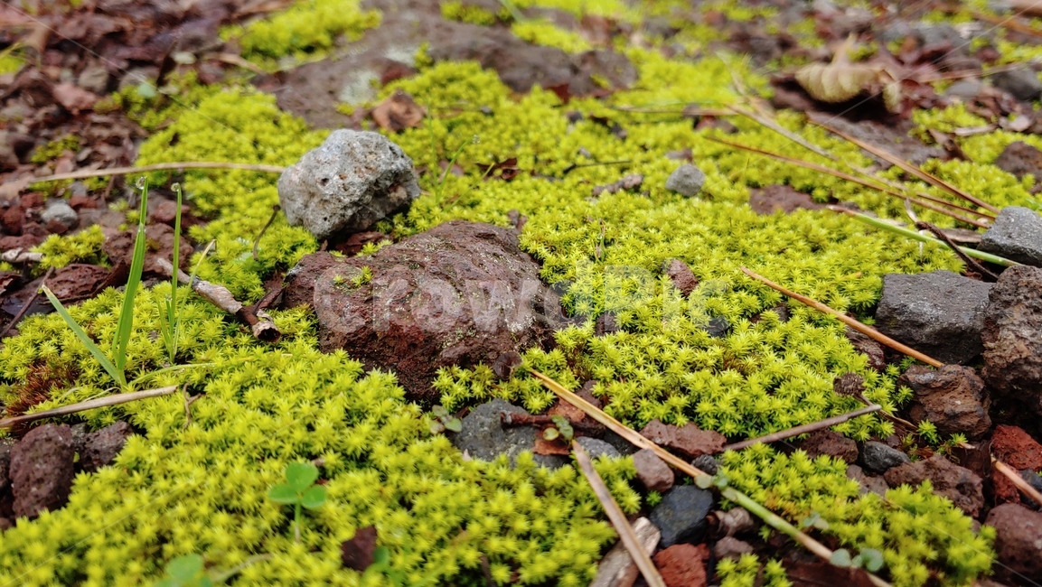 이끼숲,moss,freshmossforest,이끼,grassgreen,viridity,vert,이끼생태,자연,nature,feshcolor,naturalenvironment,naturalbeauty,식물,자연,plants,nature
