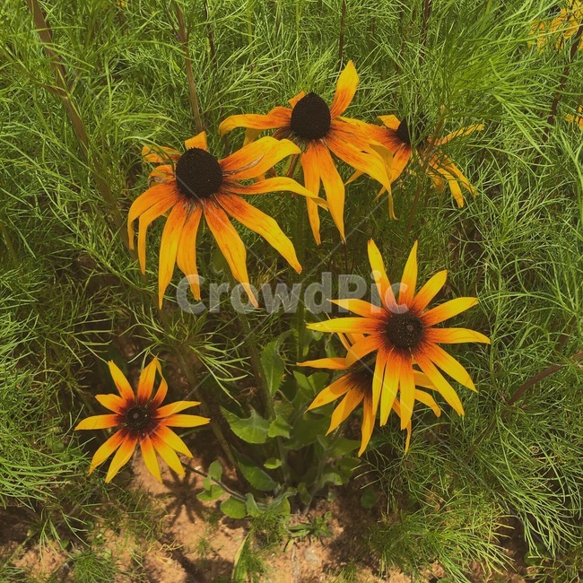 꽃,flower,플라워,자연,감성