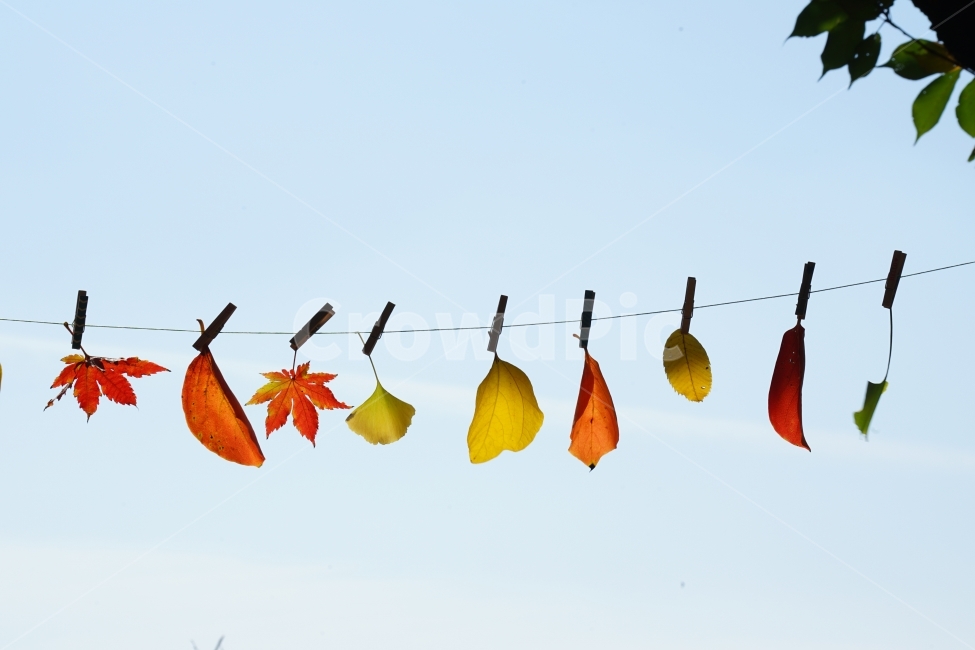단풍잎가을,단풍,감성,순수,사랑,가을,계절,fall,autumn,season,plant,식물,leaf,잎