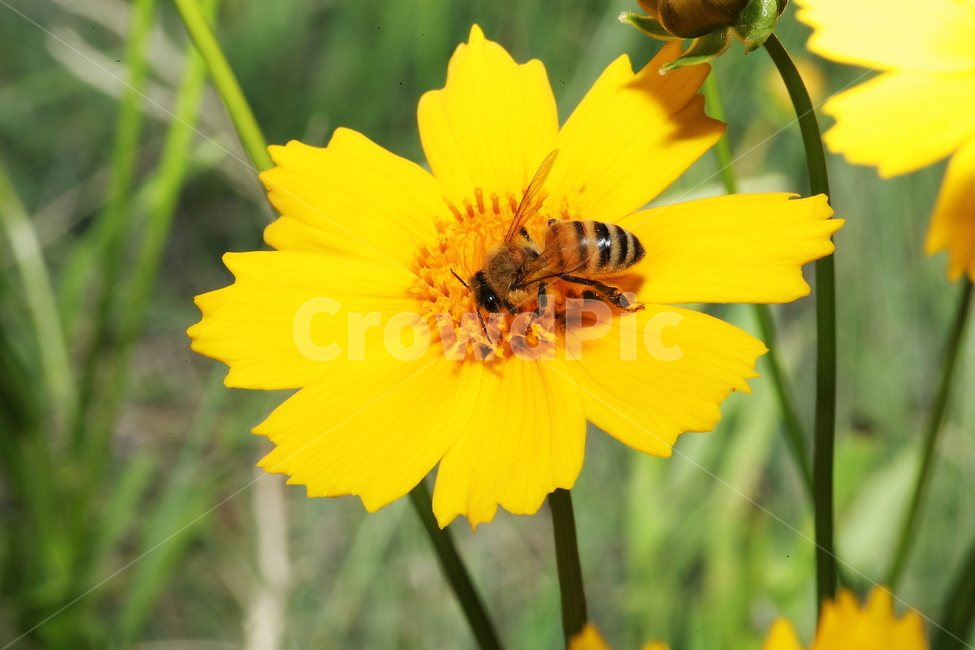 꿀벌,곤충,벌,동물,꽃,금계국,노랑,식물,자연,plants,nature,꽃,flower