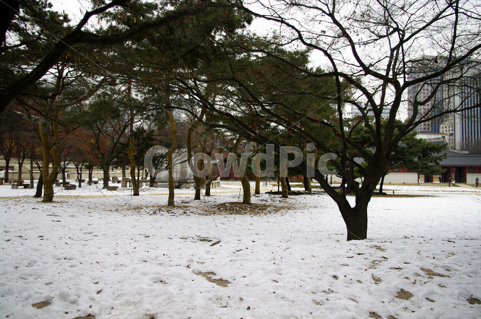 겨울,winter,풍경,설경,눈,나무,식물,plant,겨울,계절,winter,season