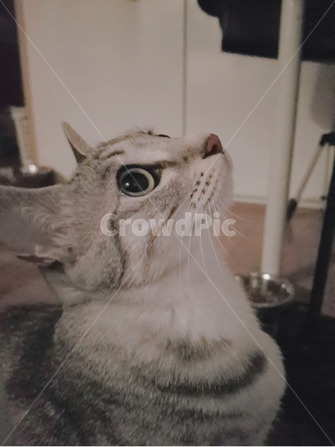 고양이,암컷,믹스묘,고등어태비,동그란눈,옆모습,반려동물,가족,pseudoidea,cat