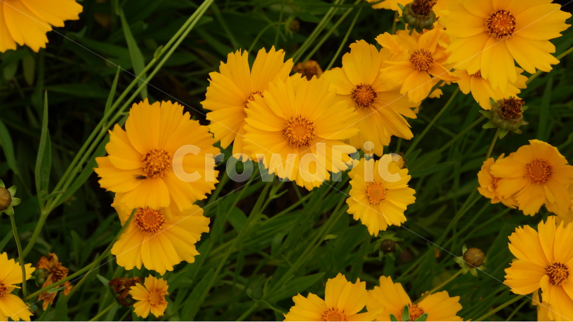 금계국,금계국꽃,꽃,꽃사진,식물,식물,자연,plants,nature,꽃,flower