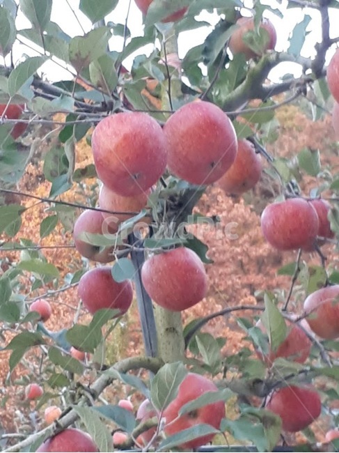 부사,사과,청송,과일,청송사과,식물,자연,plants,nature,과일,열매,fruit