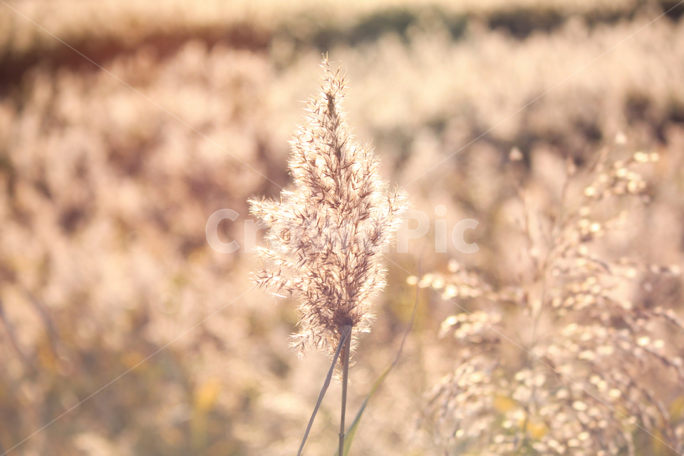 자연,풍경,갈대,갈대밭,식물,순천만,만,reed,plant,nature,landscape,가을,계절,fall,autumn,seasons,bay,suncheonbay,가을,계절,fall,autumn,season,식물,자연,plants,nature,감성,sensible,feeling,grass,잔디,lawn