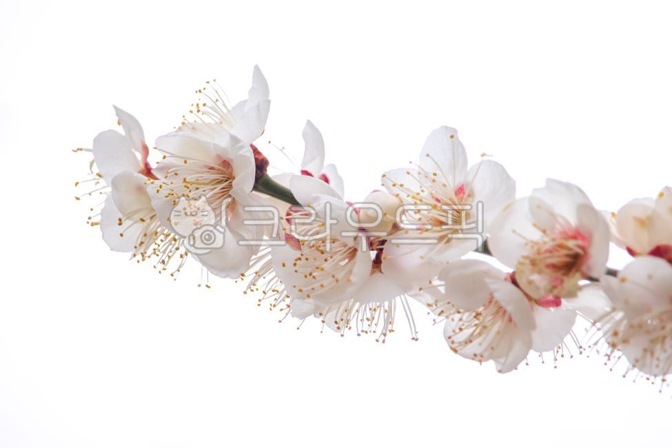 late winter,apricotflower,plum tree,branch,spring,spring flowers,bloom,white,season,plum,natural,tree,apricotflowers,plumtree,closeup,plant,latewinter,early spring,winter,flowering,petal,plum blossom,apricotblossom,blossom,springtime,nature,full bloom,flo