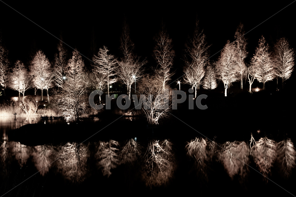 nature,자연,outdoors,옥외,빛,조명,식물,자연,plants,nature,나무,trees,wood