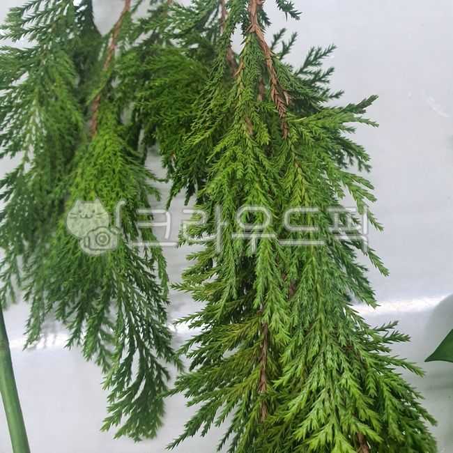 tree,나무,편백나무,편백,식물,식물,자연,plants,nature