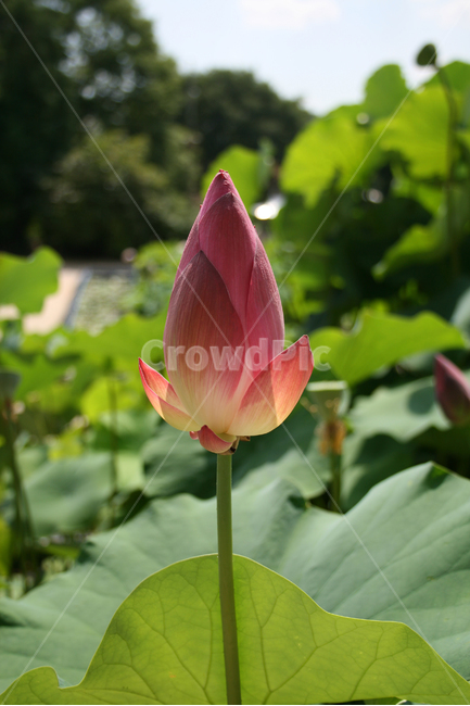 연꽃,식물,flower,plants,nature,꽃,봉원사,풍경,연잎,식물,자연,plants,nature,꽃,flower