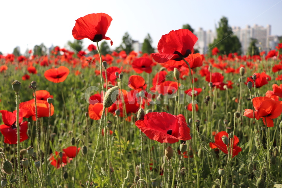 꽃,축제,봄꽃,봄날,배경,spring,태화강,울산태화강,태화강지방공원,울산꽃축제,flowers,festival,ulsan,nature,바탕,garden,예쁜,정원,빨간,빨간꽃
