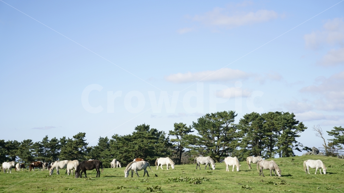 목장,말목장,말,자연,농장,제주도,자연,풍경,nature,landscape,한국자연풍경,한국자연경관,korea nature landscape,제주도,jeju,jeju island,동물,animal,포유류,mammal,산업,industry,industrial,목축업,목장,livestock farming,ranching,pasture,outdoors,옥외,grassland,목초지,field,들,cattle,가축,cow,소,rural,농촌,farm