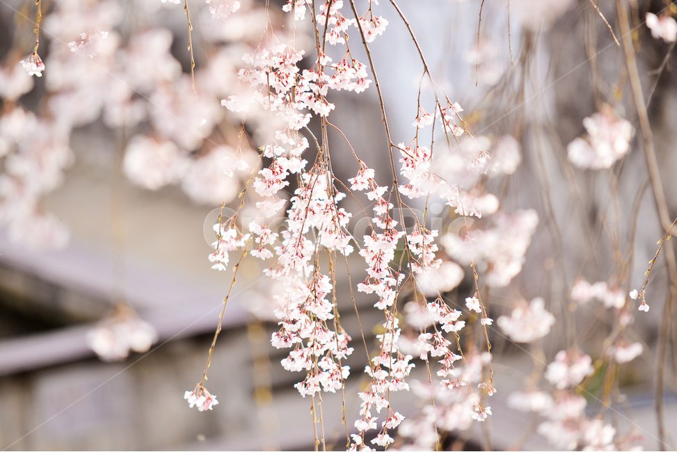 분홍,꽃,벚꽃나무,나무,핑크,벚꽃,하늘,분위기,감성,봄,계절,spring,season,식물,자연,plants,nature,꽃,flower,plant,blossom