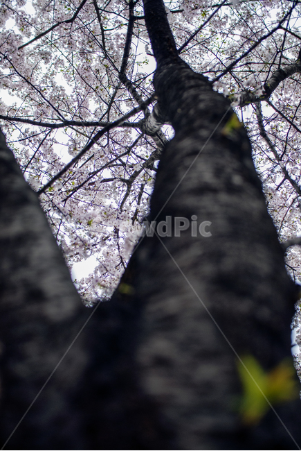 봄,fall,autumn,식물,계절,나무,자연,풍경,꽃,벚꽃,하늘,구름,autumnal,season,plants,autumncolors,nature,landscape,scenery,scene,view,flower,bloom,cherryblossoms,봄,계절,spring,season,식물,자연,plants,nature,나무,trees,wood,plant,tree,tree trunk,나무 줄기