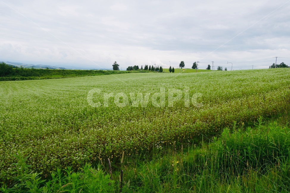 들판,자연,목초지,지평선,목가적,field,들,grassland,nature,자연,풍경,nature,landscape,outdoors,옥외