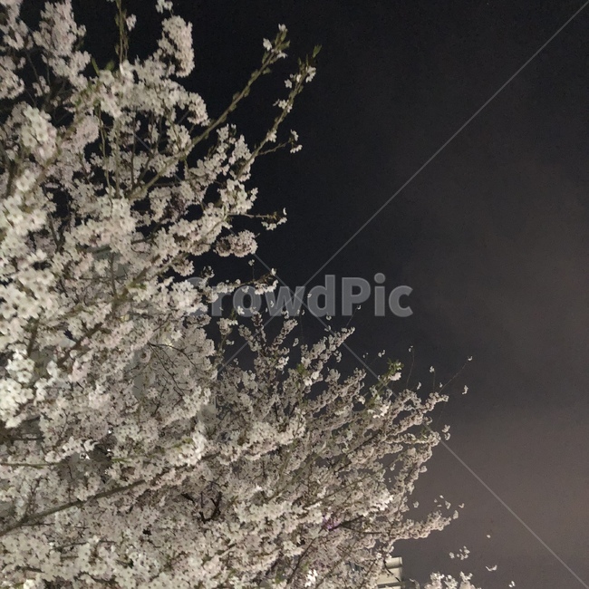 벚꽃,하늘,봄,밤,벚꽃나무,풍경,봄꽃,꽃,나무,cherryblossom,flowers,spring,nature,flower,봄,계절,spring,season,식물,자연,plants,nature,꽃,flower,outdoors,옥외,ice,빙
