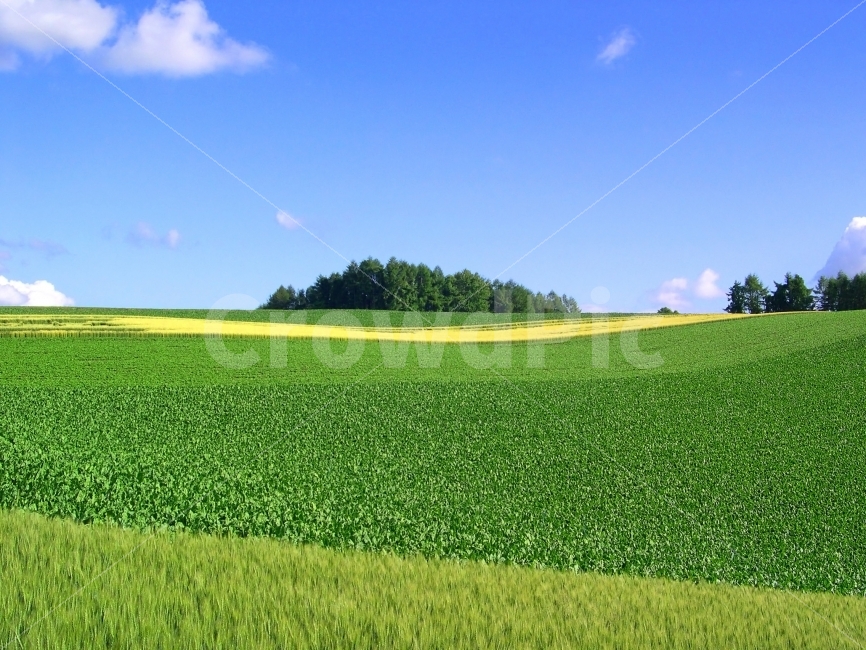 landscape photography,Hill,color,crops,cloud,background image,Field,farming,sight,background photo,Agriculture,sky,green,nature,Back Ground,Background image,field,background,Wallpapers,colorful