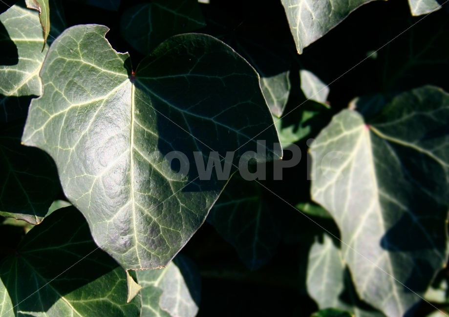 나뭇잎,잎사귀,자연,외국,맑음,햇살,식물,식물,자연,plants,nature