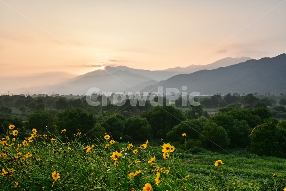 grassland,meadow,목초지,전남,곡성,침실습지,섬진강,섬진강일출,여명,아침,금계국,field,들,plant,식물,scenery,풍경,landscape,경치,경관,nature,자연,outdoors,옥외,sky,하늘,redsky,붉은하늘,flare,플레어,light,빛,dawn,새벽