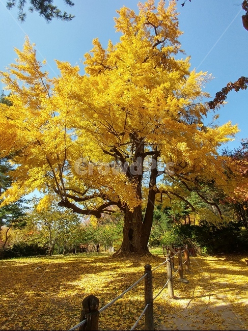 가을,단풍,은행나무,은행잎,노란색,풍경,가을,계절,fall,autumn,season,식물,자연,plants,nature,나무,trees,wood,tree,plant