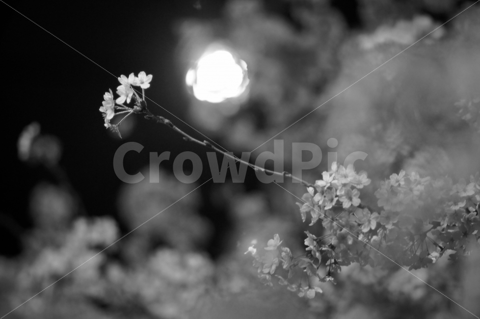흑백,벚꽃,밤,꽃,봄,풍경,감성,식물,자연,plants,nature,봄,계절,spring,season,꽃,flower,야경,밤,풍경,nightscape,night,landscape,흑백,모노톤,monochrome,black and white,plant,blossom