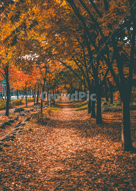 가을,낙엽,단풍,나무,풍경,숲,산책,산책로,감성,색감,가을,계절,fall,autumn,season,자연,풍경,nature,landscape,감성,sensible,feeling,색깔,색상,색채,색감,color sense,color sensitivity,feeling of color,tree,plant,식물,leaf,잎,maple