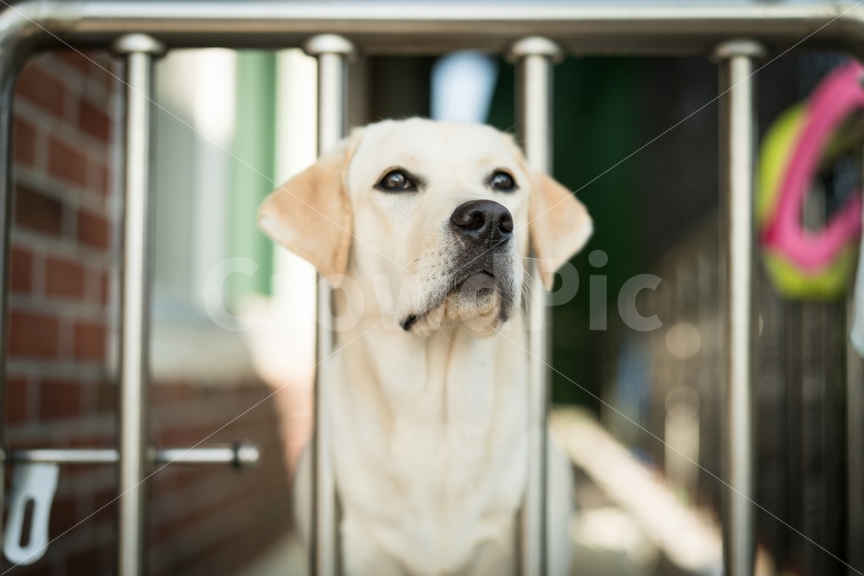 개,강아지,반려견,골든리트리머,동물,동물,animal,포유류,mammal,개,강아지,dog,doggy