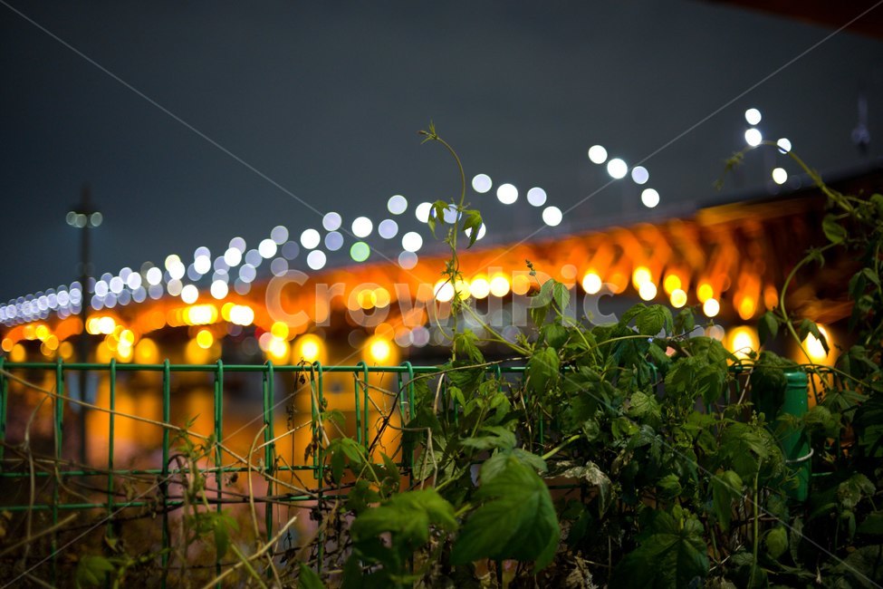 한강,성수대교,군계일학,아웃포커싱,보케,펜스,식물,야경,밤,풍경,nightscape,night,landscape,potted plant,화분,vase,병 장식,jar,항아리,pottery,도기류,plant,planter,파종기,herbs,허브