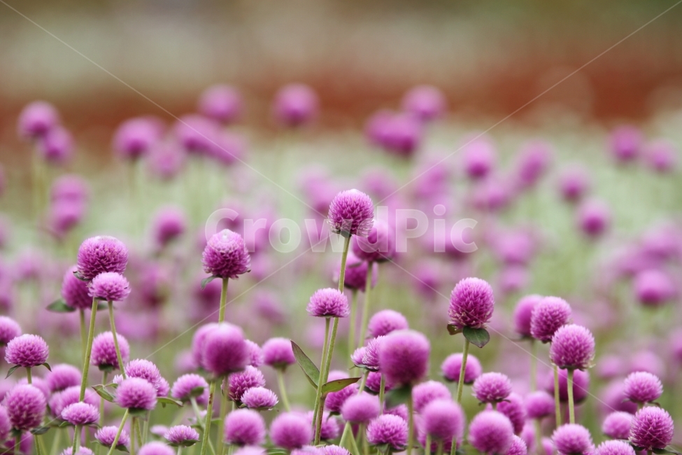 꽃,식물,천일홍,자연,감성사진,식물,자연,plants,nature,꽃,flower