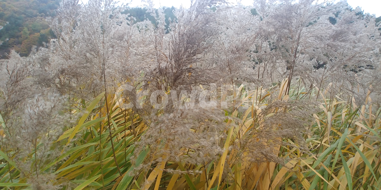 억새,갈대,단풍,가을,시내,물,나무,plant,tree,water,빨간색,노란색,노랑,빨강,울긋불긋