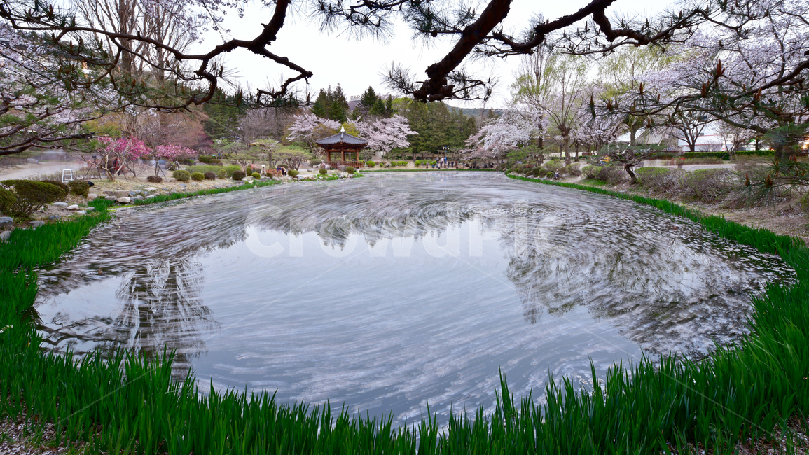 경주,보문정,연못,보문관광단지,벚꽃,꽃잎,봄,계절,flower,blossom,꽃,nature,자연,outdoors,옥외,plant,식물,정자,한국전통,물흐름,자연,풍경,nature,landscape