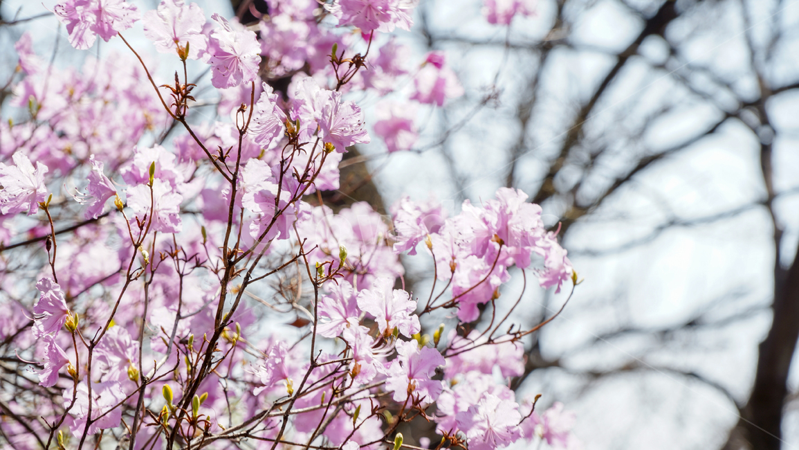flower,봄,꽃,벚꽃,감성,하늘,tree,spring,계절,나무