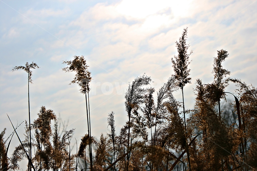갈대,식물,역광,하늘,자연,가을,계절,fall,autumn,season,식물,자연,plants,nature,grass,잔디,plant,lawn,reed
