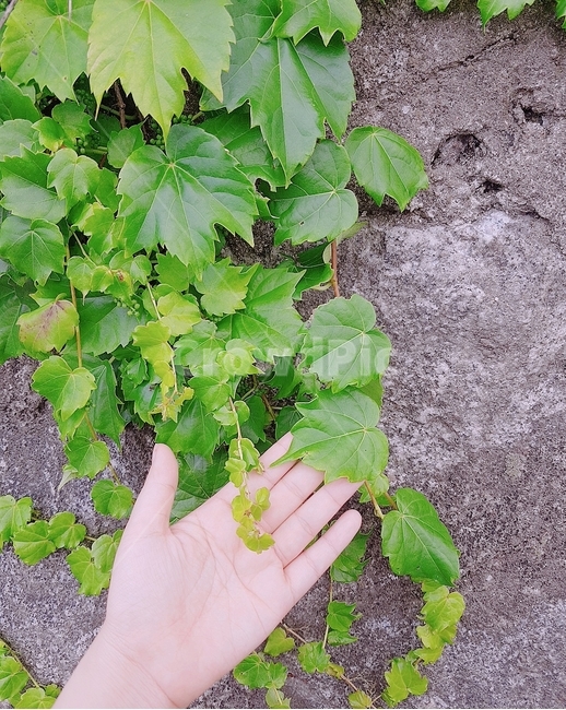 식물,나뭇잎,손,손바닥,초록색,색감,컨셉,콘셉