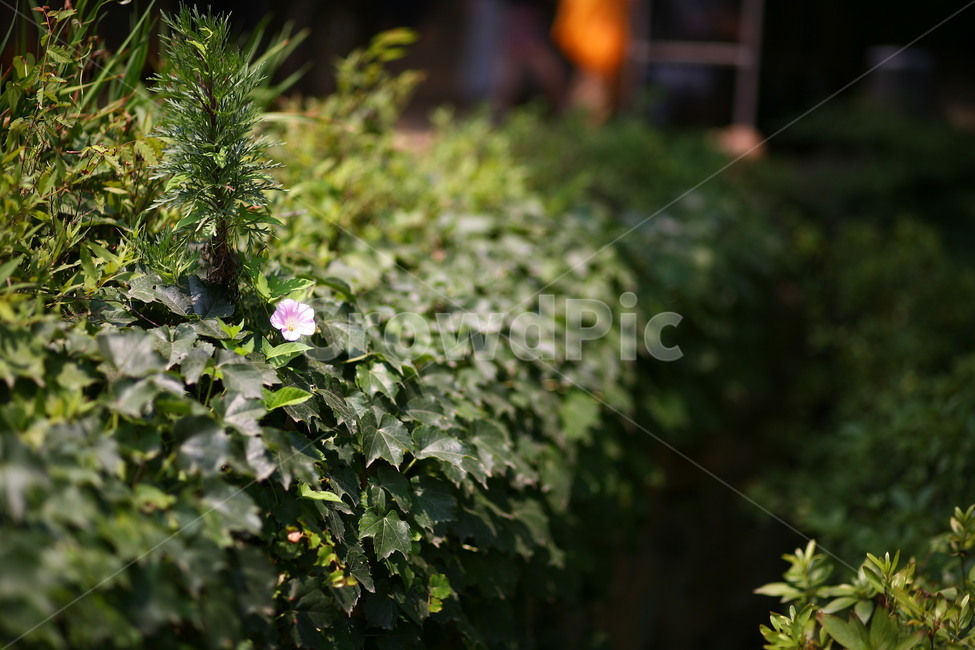 plant,식물,야외,outdoor,덩쿨,나팔꽃,식물,자연,plants,nature,꽃,flower