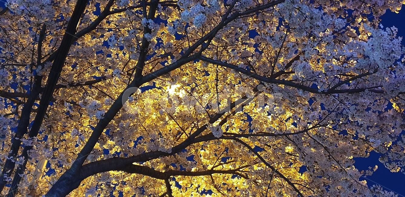 벚꽃,밤벚꽃,바탕화면,감성,자연,4월,봄