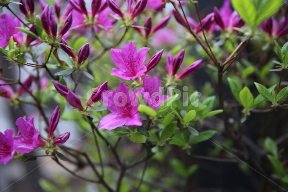 벛꽃,꽃,나무,봄,일상,풍경,감성,계절,spring,season,식물,자연,plants,nature,flower,봄,계절,spring,season,식물,자연,plants,nature,꽃,flower,blossom,geranium,제라늄,plant