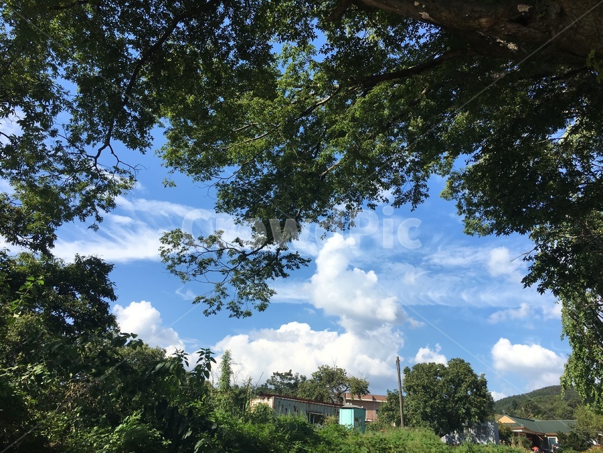 나무,tree,하늘,식물,자연,자연,풍경,nature,landscape,plant,outdoors,옥외