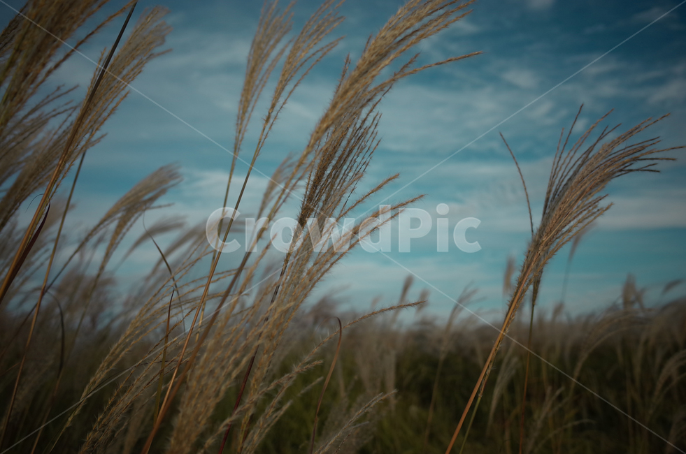 가을,하늘,억새,갈대,가을감성,가을,계절,fall,autumn,season,식물,자연,plants,nature,grass,잔디,plant
