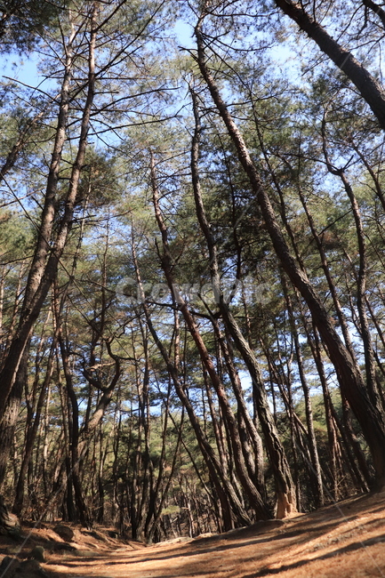 남산,산행로,소나무,봄,나들이,드높은,식물,자연