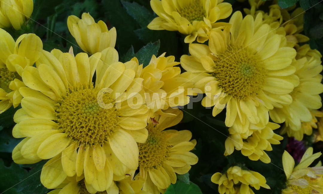 plant,식물,flower,꽃,blossom,yellow,식물,자연,plants,nature