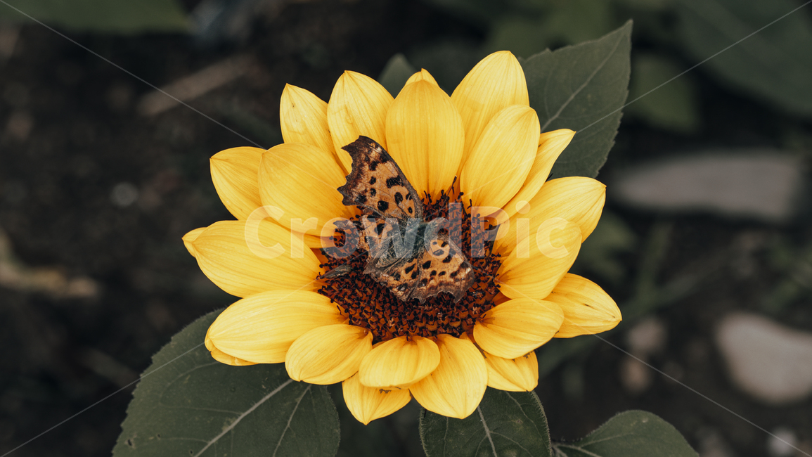 plant,식물,blossom,flower,꽃,노랑꽃,나비,꽃잎,노랑,yellow,butterfly,접사,식물,자연,plants,nature,꽃,flower,곤충,벌레,insect,bug