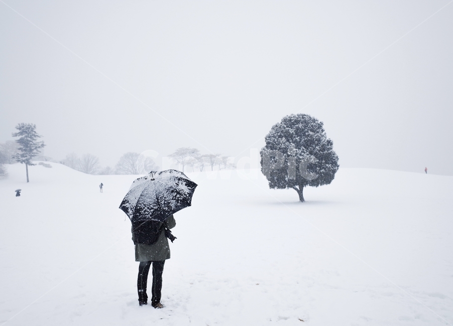 올림픽공원,설경,왕따나무,뒷모습,눈,풍경,겨울,우산,winter,nature,snow,겨울왕국,season,겨울,계절,winter,season,자연,풍경,nature,landscape,사람,인물,인간,human,person,outdoors,옥외,storm,폭풍,blizzard,눈보라