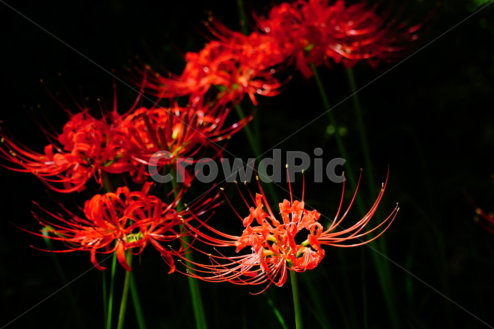 꽃무릇,꽃,식물,플라워,flower,자연,nature,plants,9월,가을,fall,autumn,september,꽃밭,화단,꽃사진,가을꽃,식물,자연,plants,nature,꽃,flower
