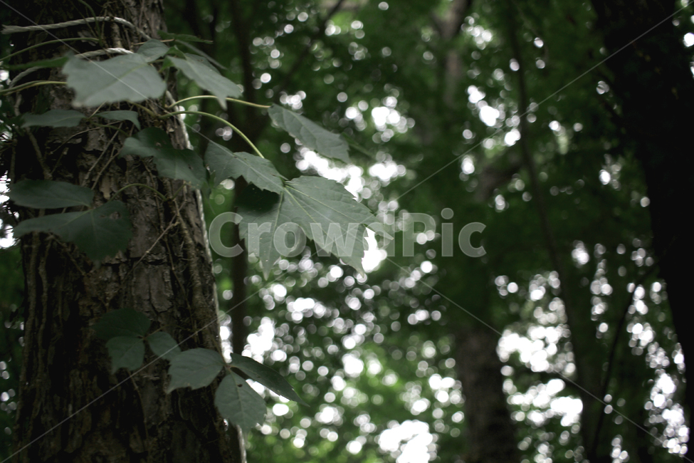 자연,풀,식물,여름,plant,weeds,summer,green,녹색
