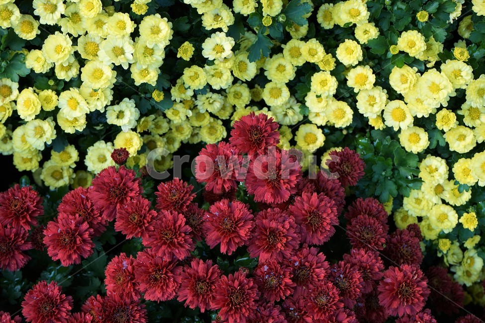 국화,가을,우아함,노랑,꽃,꽃송이,chrysanthemum,autumn,bloom,fall,nature,yellow,elegance,beautiful,plant,flower,계절,season,floral,nobility,고귀함,향기,가을대표,식물,자연,plants,nature,꽃,flower