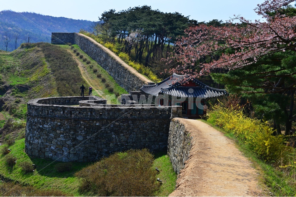 nature,자연,landscape,경치,outdoors,옥외,scenery,풍경,고창,고창읍성,모양성,고창읍성봄,봄,계절,벚꽃,벚나무,꽃