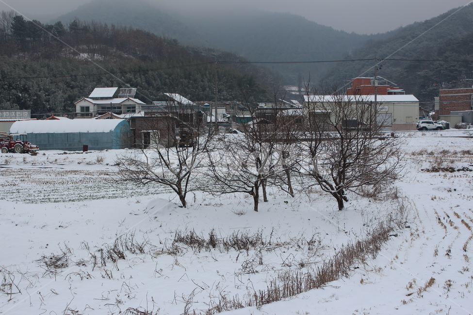 눈,겨울,겨울풍경,겨울아침,계절,풍경,분위기,색감,landscape,winter,snow,snowing